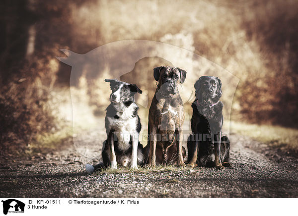 3 Hunde / 3 Dogs / KFI-01511