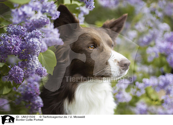 Border Collie Portrait / Border Collie portrait / UM-01509