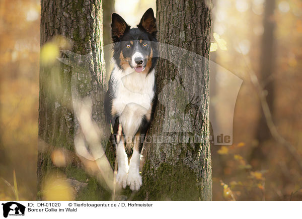 Border Collie im Wald / Border Collie in the forest / DH-01020