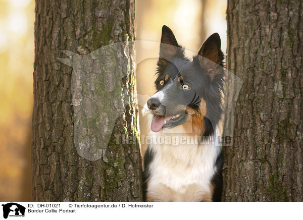 Border Collie Portrait / Border Collie portrait / DH-01021