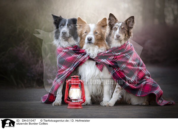 sitzende Border Collies / DH-01047