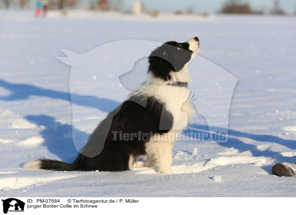 junger Border Collie im Schnee / young Border Collie in the snow / PM-07684