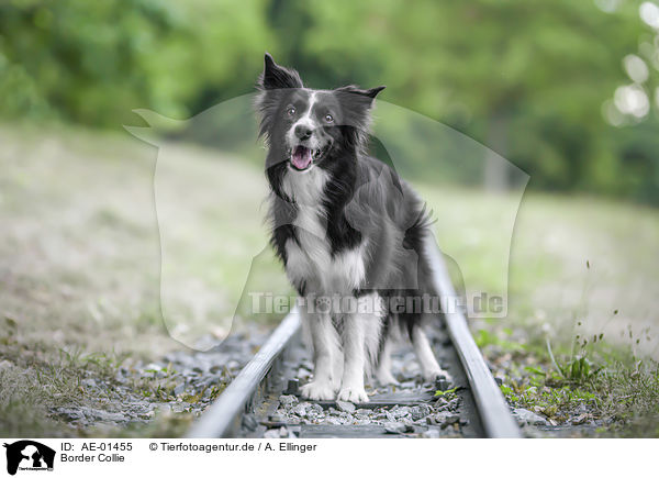 Border Collie / Border Collie / AE-01455