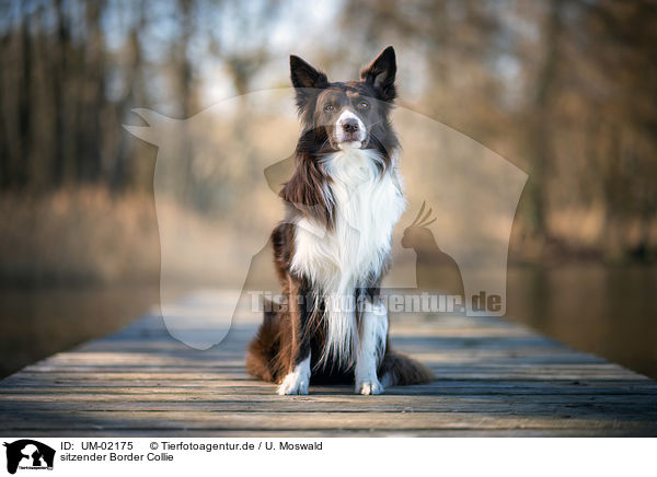 sitzender Border Collie / sitting Border Collie / UM-02175