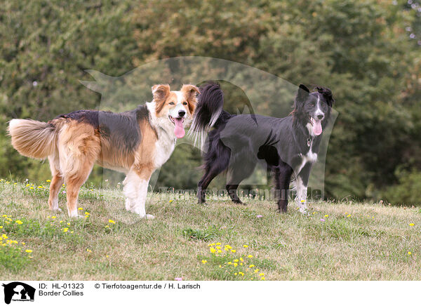 Border Collies / lBorder Collies / HL-01323