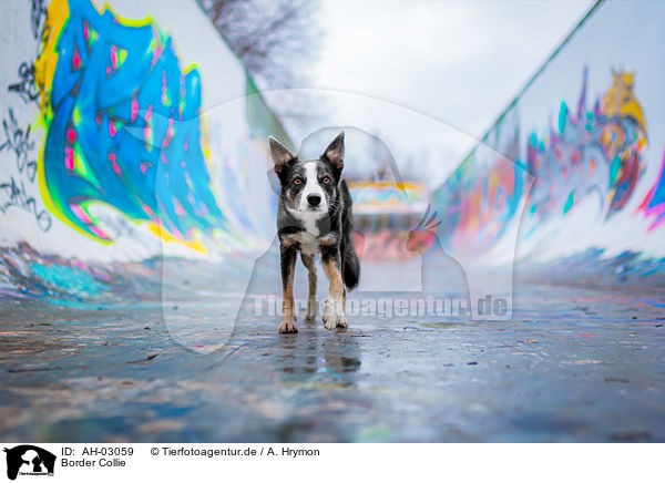 Border Collie / Border Collie / AH-03059