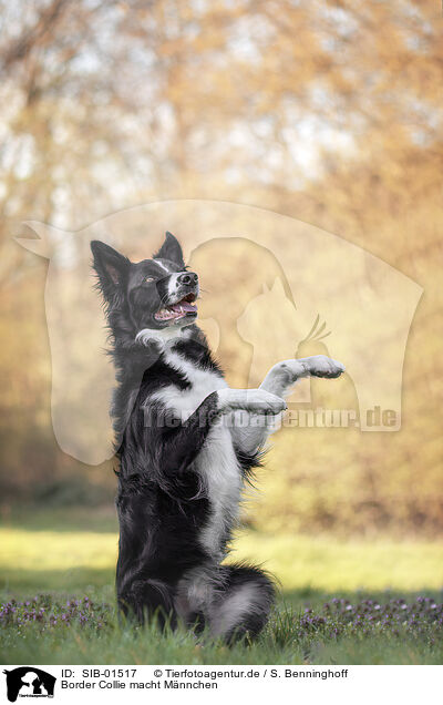 Border Collie macht Mnnchen / begging Border Collie / SIB-01517