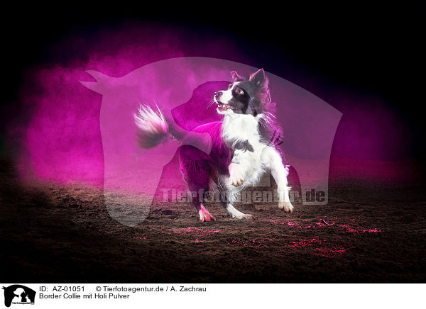 Border Collie mit Holi Pulver / AZ-01051