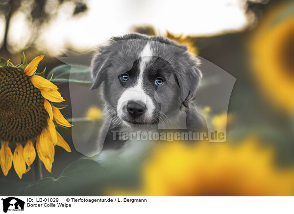 Border Collie Welpe / LB-01829