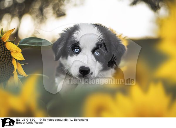 Border Collie Welpe / LB-01830