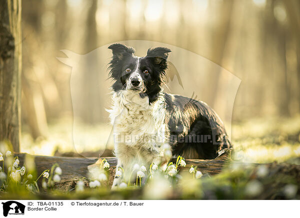 Border Collie / Border Collie / TBA-01135