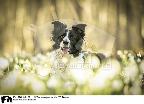Border Collie Portrait / Border Collie Portrait / TBA-01137