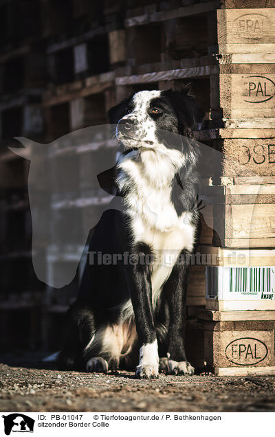 sitzender Border Collie / sitting Border Collie / PB-01047