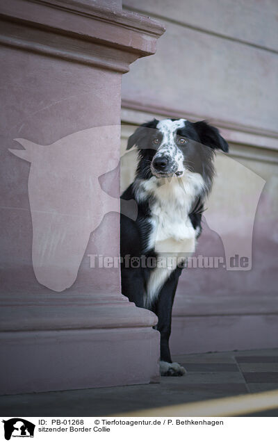 sitzender Border Collie / sitting Border Collie / PB-01268