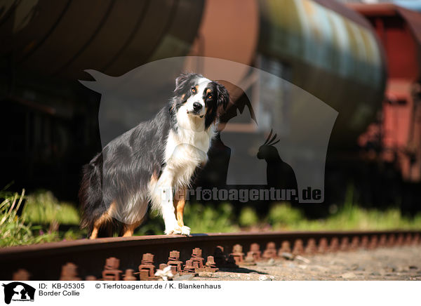 Border Collie / Border Collie / KB-05305