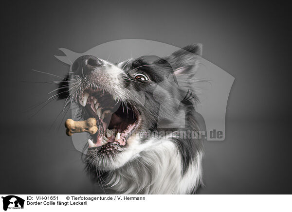 Border Collie fngt Leckerli / Border collie catches treat / VH-01651