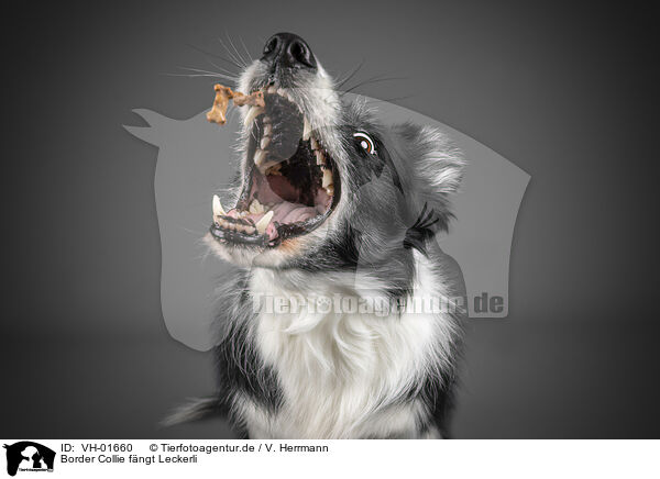 Border Collie fngt Leckerli / VH-01660