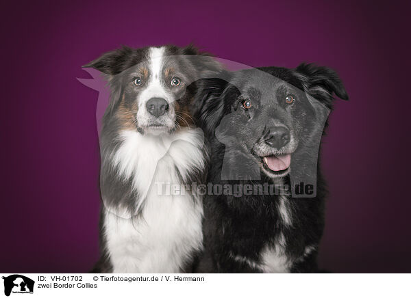 zwei Border Collies / two Border Collies / VH-01702