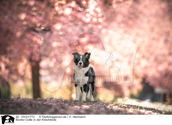 Border Collie in der Kirschblte / Border collie in cherry blossom / VH-01772