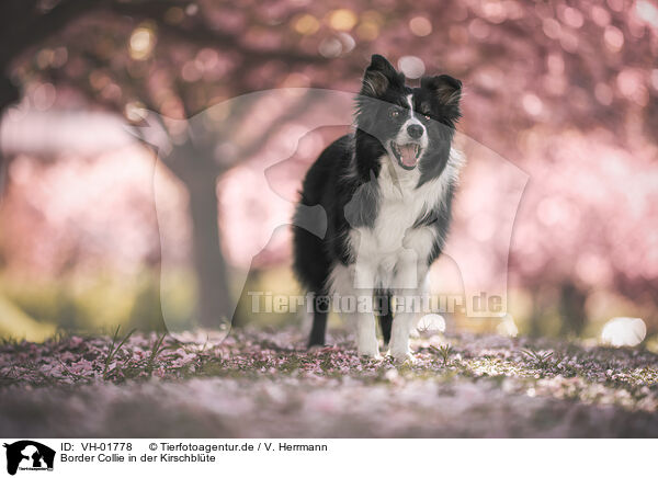 Border Collie in der Kirschblte / Border collie in cherry blossom / VH-01778