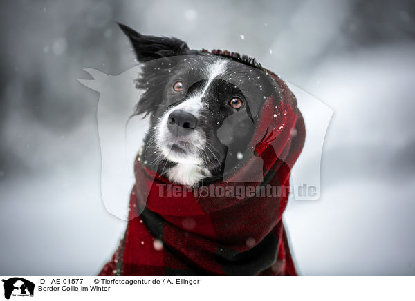 Border Collie im Winter / Border Collie in the winter / AE-01577