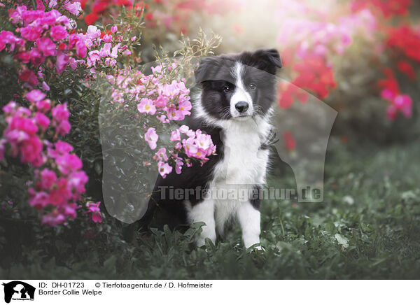 Border Collie Welpe / DH-01723