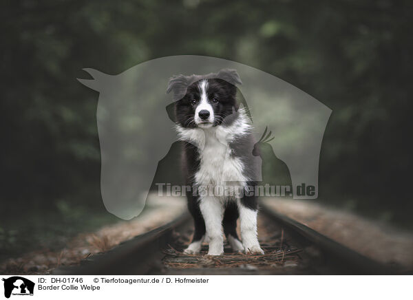 Border Collie Welpe / Border Collie Puppy / DH-01746