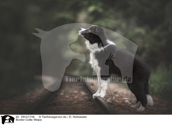 Border Collie Welpe / Border Collie Puppy / DH-01748