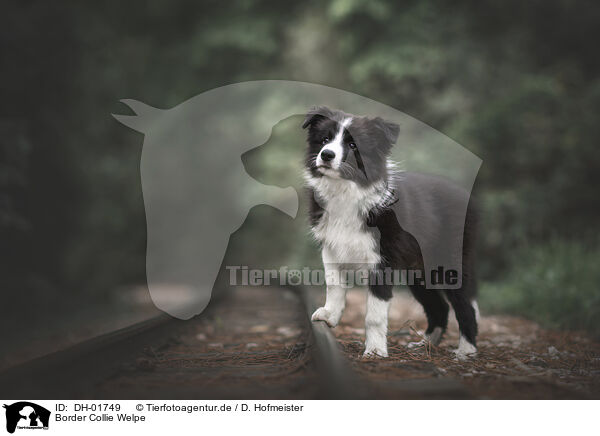 Border Collie Welpe / Border Collie Puppy / DH-01749