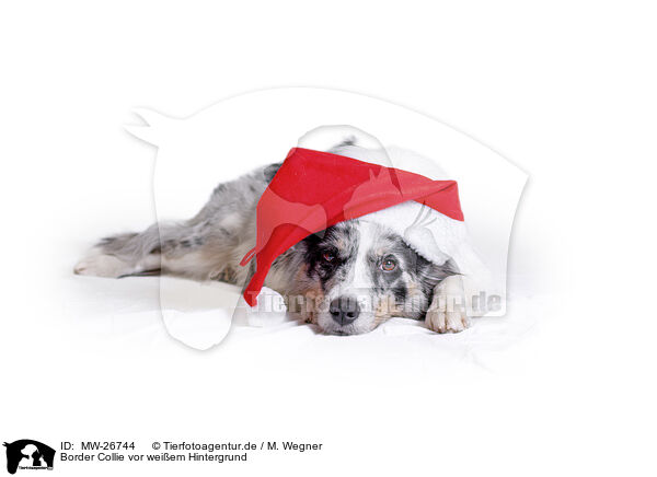 Border Collie vor weiem Hintergrund / Border Collie in front of white background / MW-26744