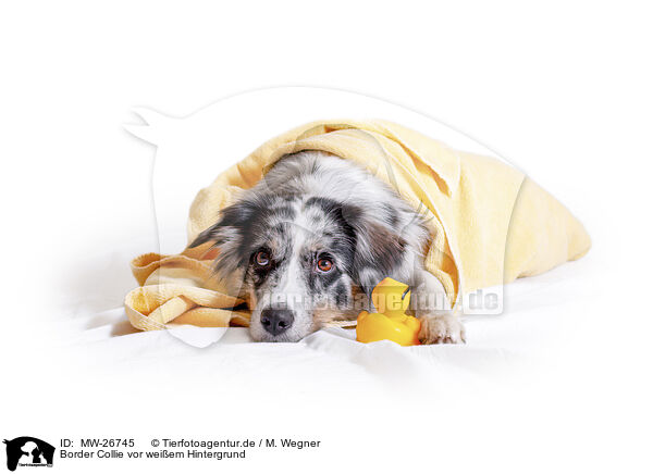 Border Collie vor weiem Hintergrund / Border Collie in front of white background / MW-26745
