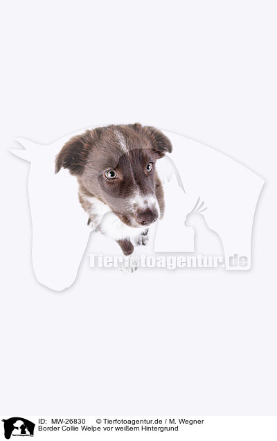 Border Collie Welpe vor weiem Hintergrund / Border Collie puppy in front of white background / MW-26830
