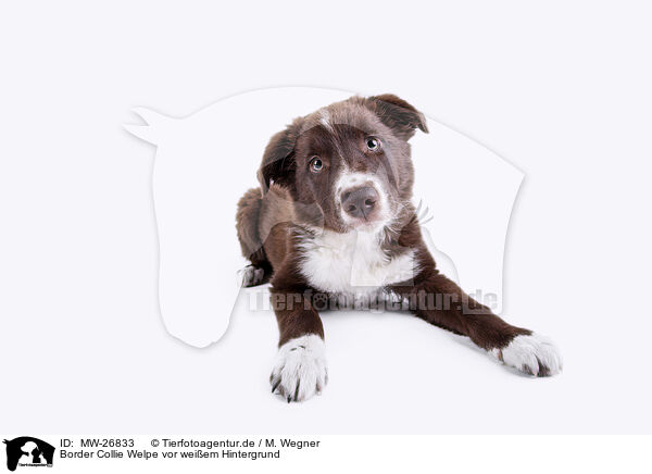 Border Collie Welpe vor weiem Hintergrund / Border Collie puppy in front of white background / MW-26833