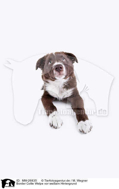 Border Collie Welpe vor weiem Hintergrund / Border Collie puppy in front of white background / MW-26835
