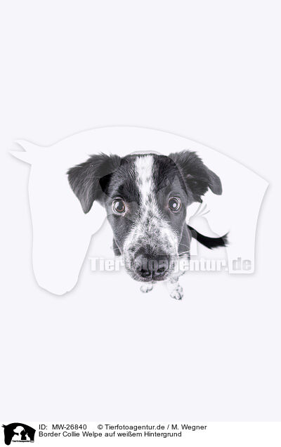 Border Collie Welpe auf weiem Hintergrund / MW-26840