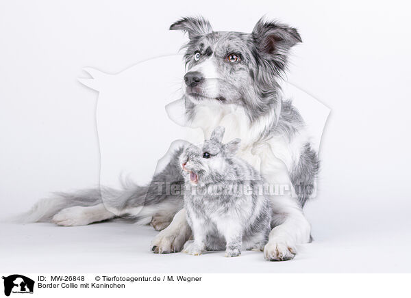 Border Collie mit Kaninchen / Border Collie with rabbit / MW-26848