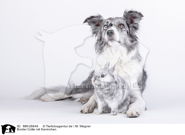 Border Collie mit Kaninchen / Border Collie with rabbit / MW-26849