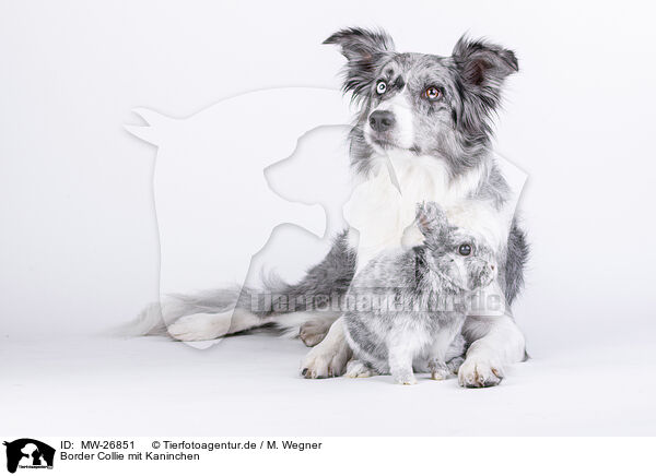 Border Collie mit Kaninchen / MW-26851