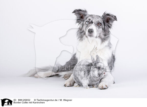 Border Collie mit Kaninchen / Border Collie with rabbit / MW-26852