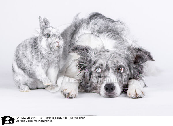 Border Collie mit Kaninchen / Border Collie with rabbit / MW-26854