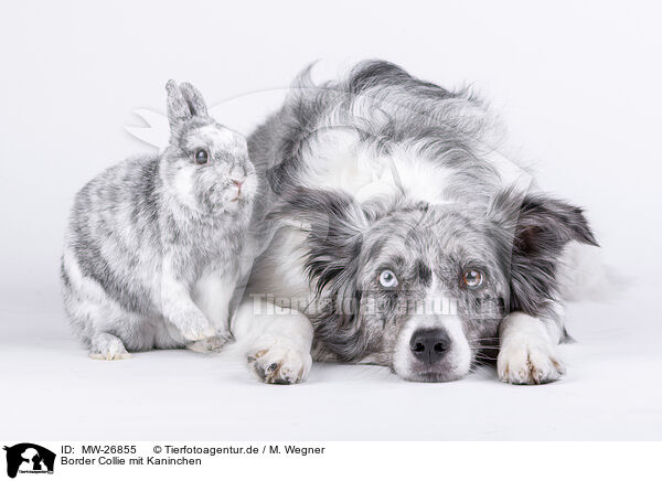 Border Collie mit Kaninchen / Border Collie with rabbit / MW-26855