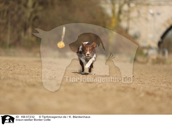 braun-weier Border Collie / brown-white Border Collie / KB-07232