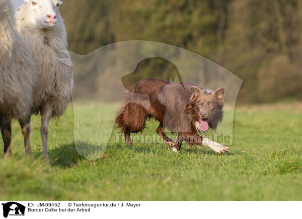 Border Collie bei der Arbeit / Border Collie at work / JM-09452