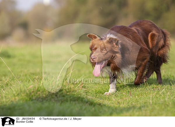 Border Collie / JM-09454