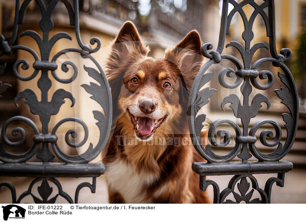 Border Collie Rde / male Border Collie / IFE-01222