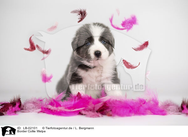 Border Collie Welpe / LB-02101