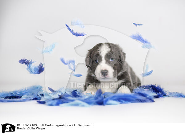 Border Collie Welpe / Border Collie Puppy / LB-02103