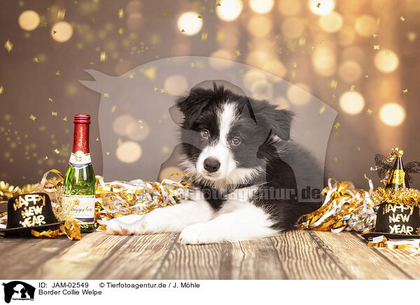 Border Collie Welpe / JAM-02549