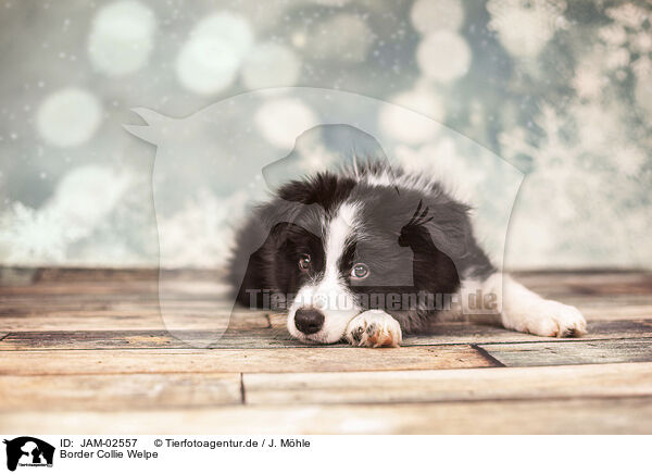 Border Collie Welpe / Border Collie Puppy / JAM-02557