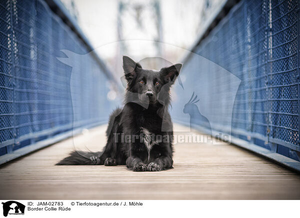 Border Collie Rde / male Border Collie / JAM-02783